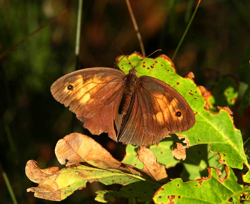Slttergrsfjril (Maniola jurtina), hona