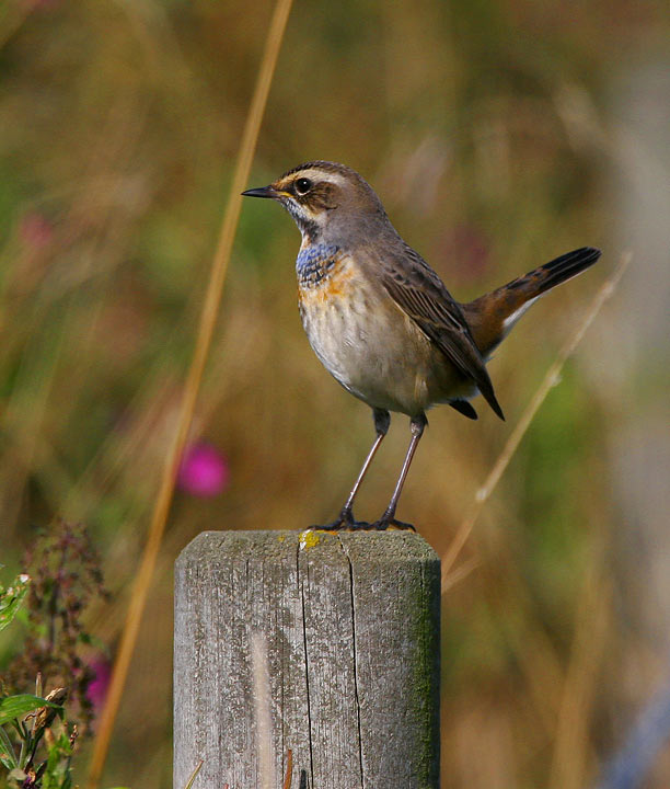 Bluethroat (Luscinia svecica)