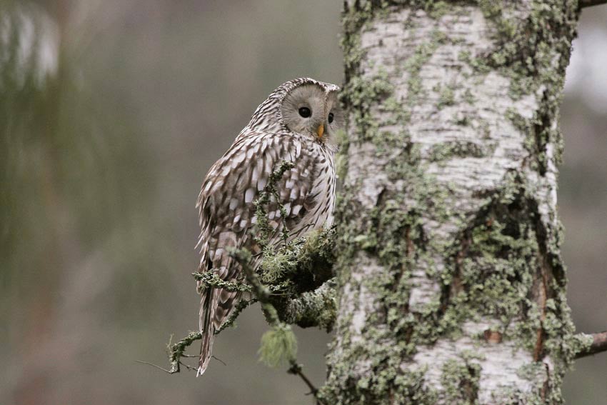 Ural Owl (Strix uralensis)