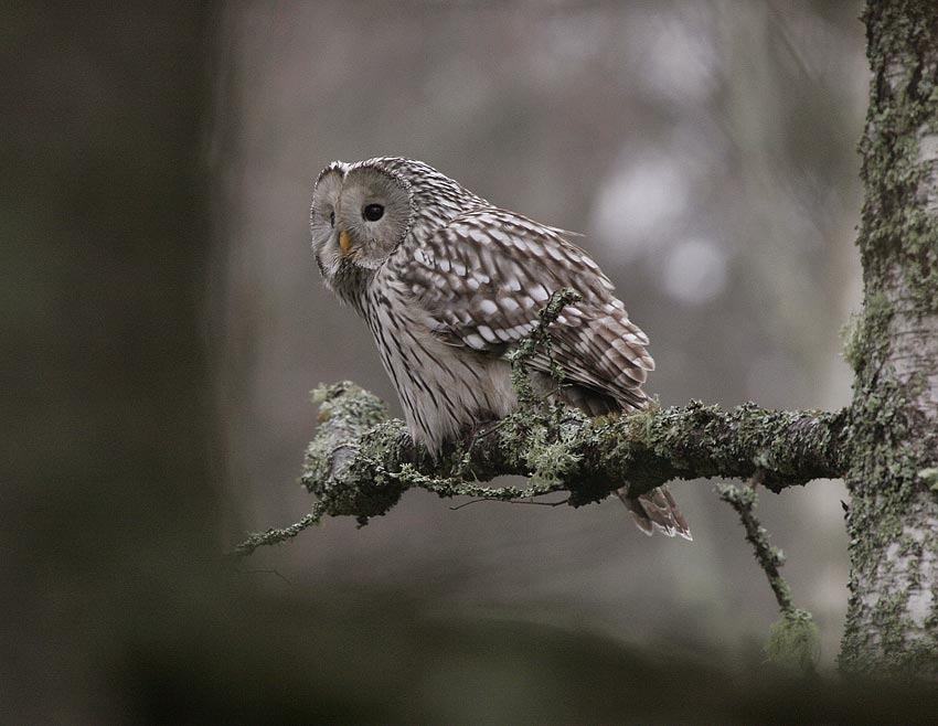 Ural Owl (Strix uralensis)