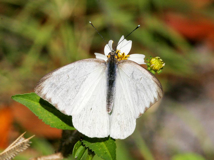 Great Southern White (Ascia monuste)