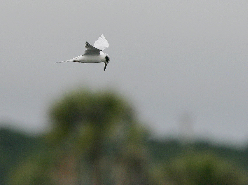 Forsters Tern (Sterna forsteri)