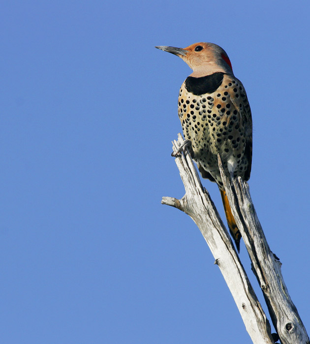 Northern Flicker (Colaptes auratus)