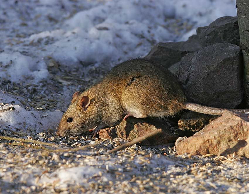 Brun rtta (Rattus norvegicus)