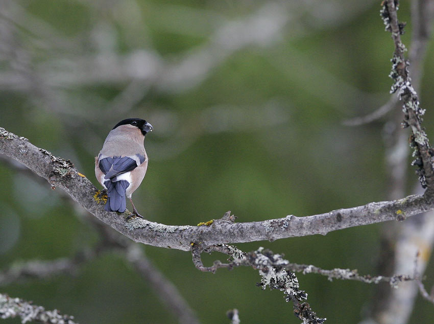 Bullfinch (Pyrrhula pyrrhula)