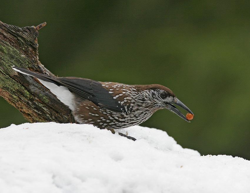 Nutcracker (Nucifraga caryocatactes)