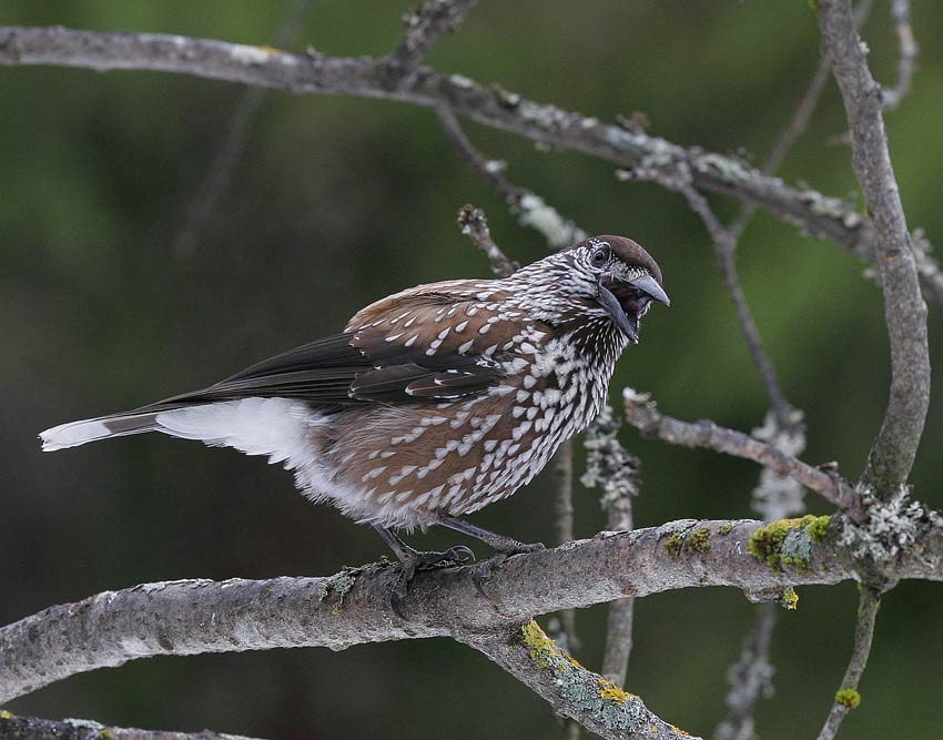 Nutcracker (Nucifraga caryocatactes)