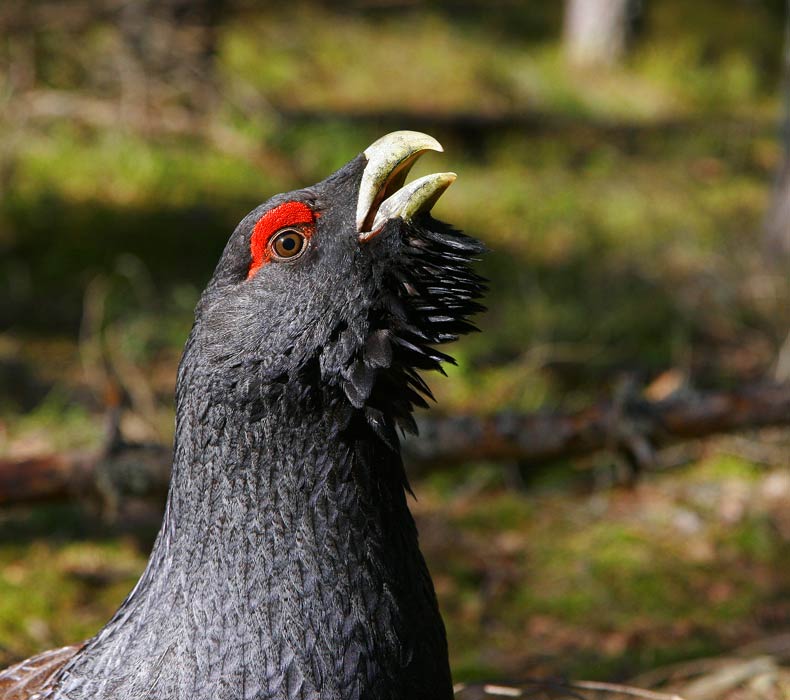 Capercaillie (Tetrao urogallus)