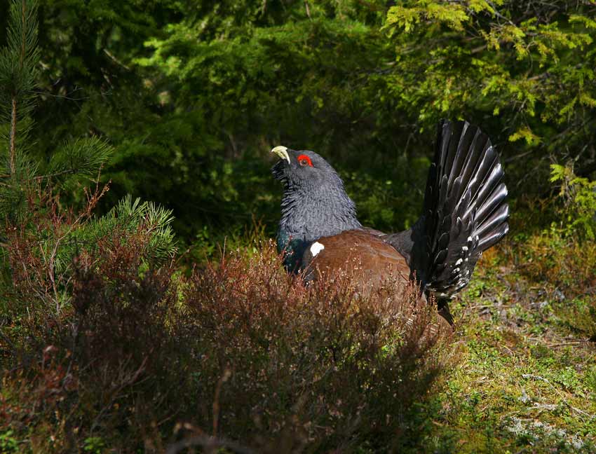 Capercaillie (Tetrao urogallus)