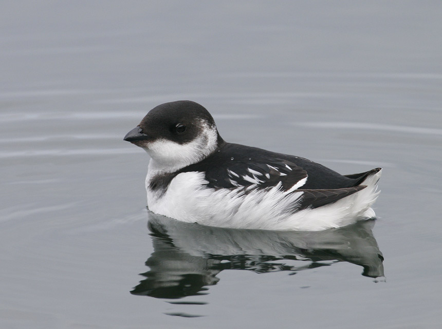 Little Auk (Alle alle)