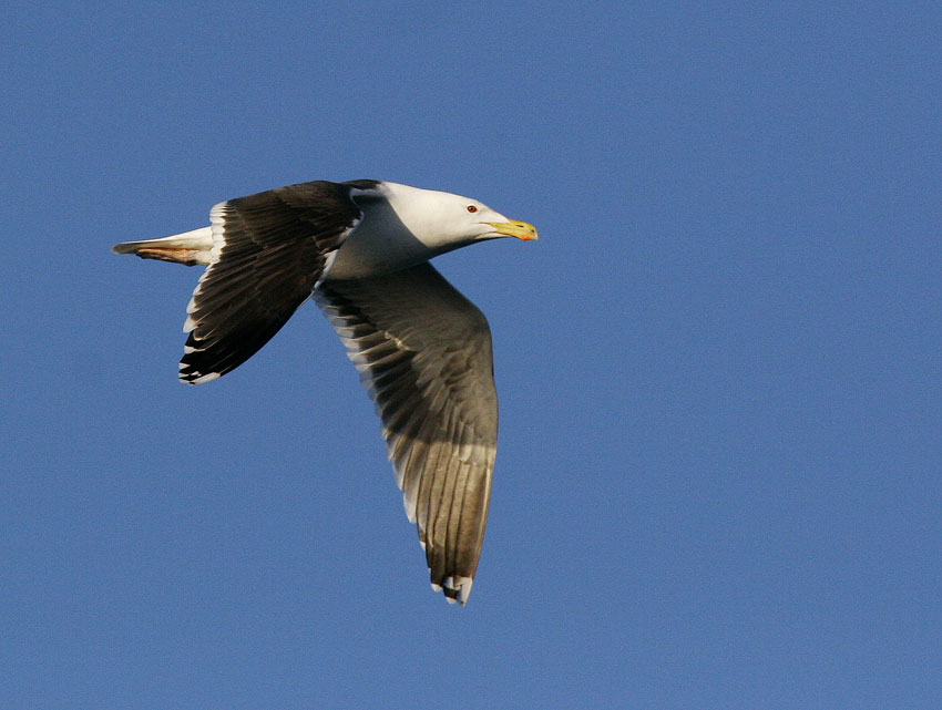 Great Black-backed Gull (Larus marinus)