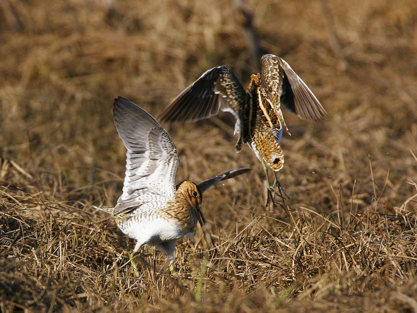 Common Snipe (Gallinago gallinago)