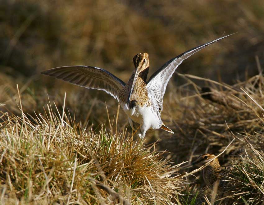 Common Snipe (Gallinago gallinago)