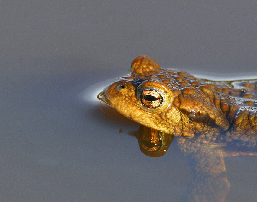 Common Toad (Bufo bufo)