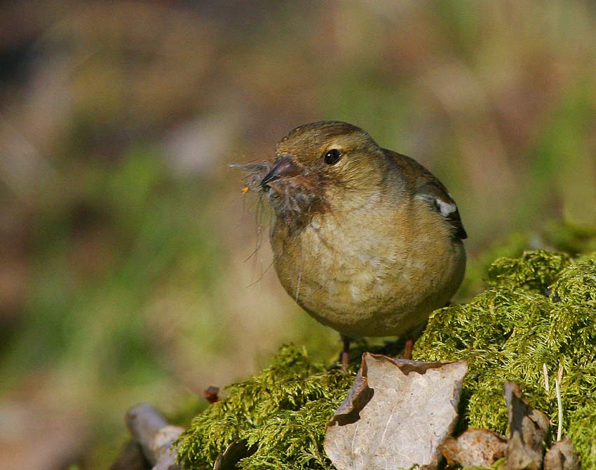 Chaffinch  (Fringilla coelebs)