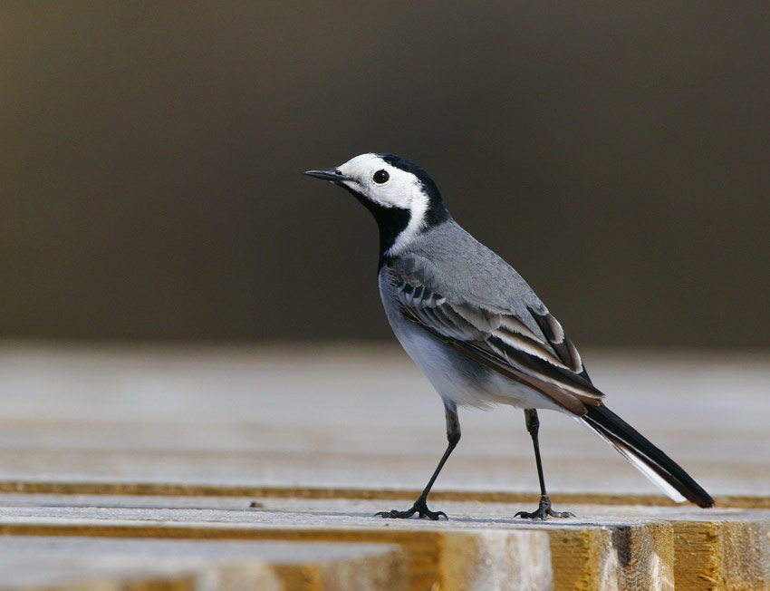 White Wagtail (Motacilla alba)