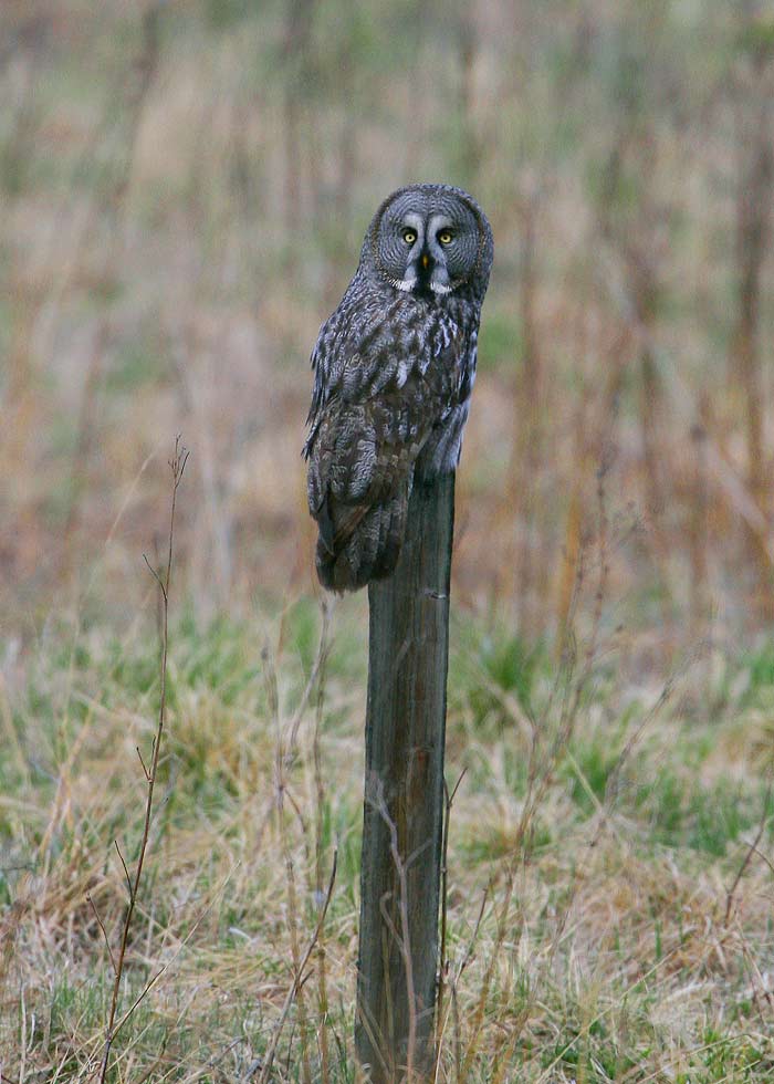 Great Grey Owl (Strix nebulosa)