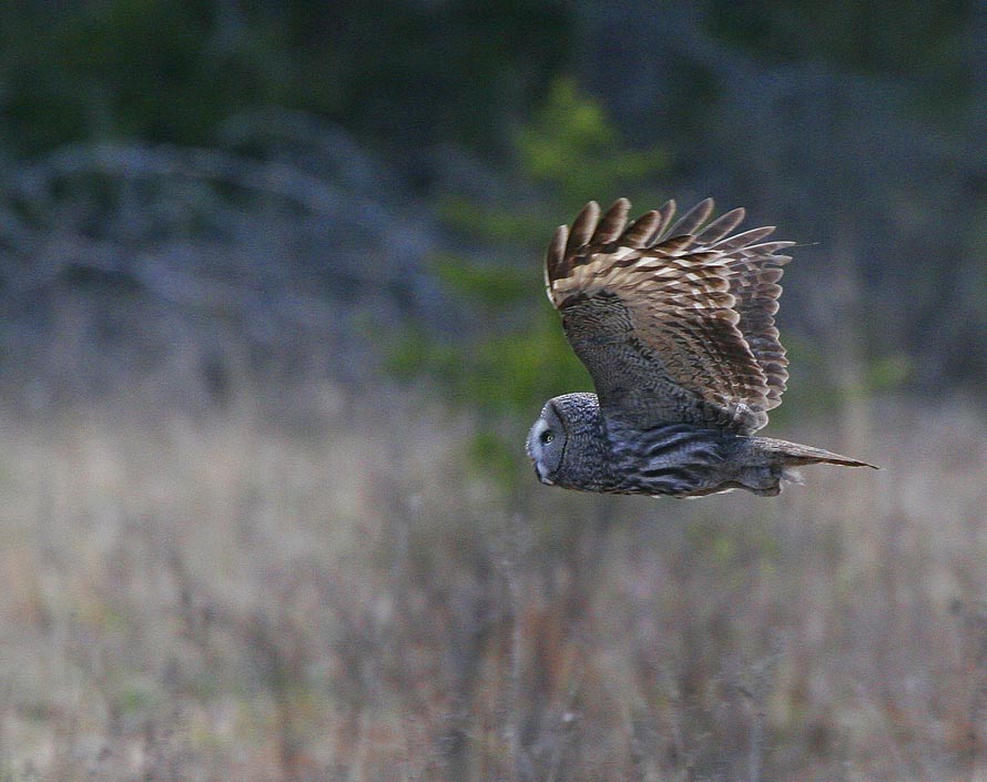 Great Grey Owl (Strix nebulosa)