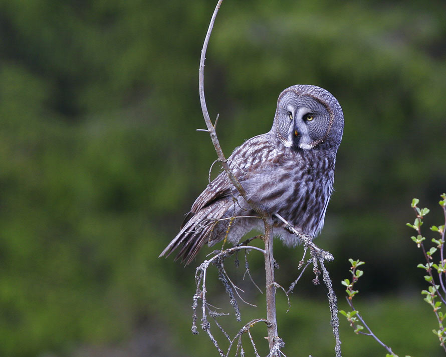 Great Grey Owl (Strix nebulosa)