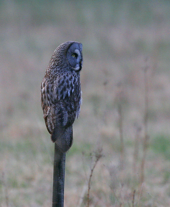 Great Grey Owl (Strix nebulosa)