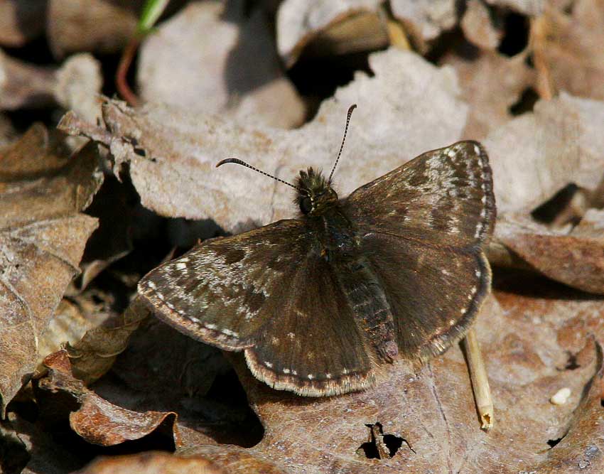 Skogsvisslare (Erynnis tages)