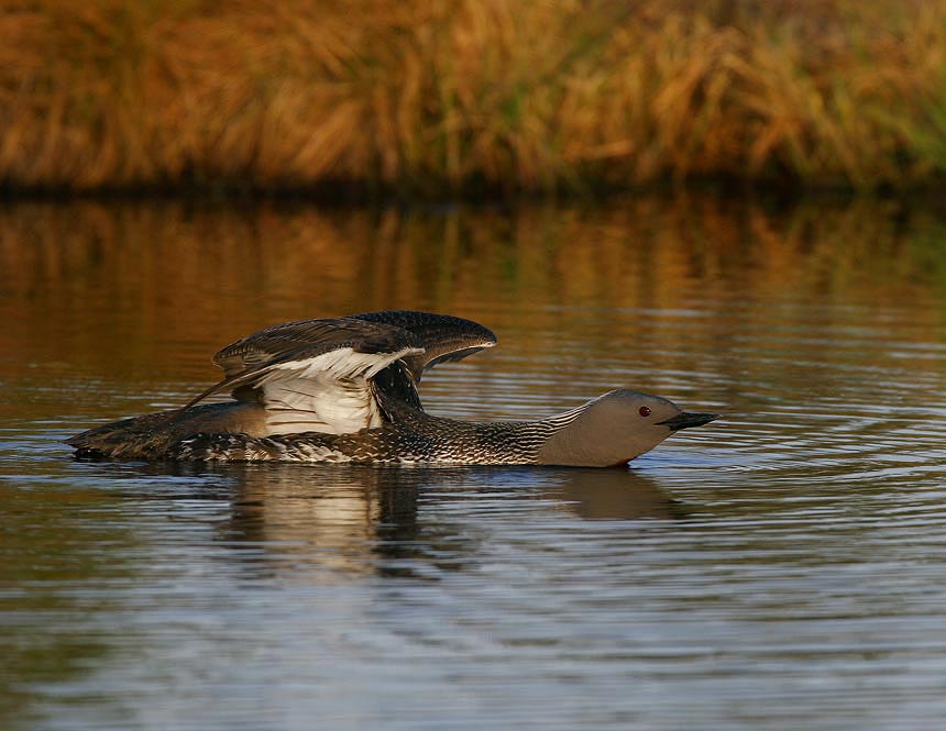 Red-throated Diver (Gavia stellata)