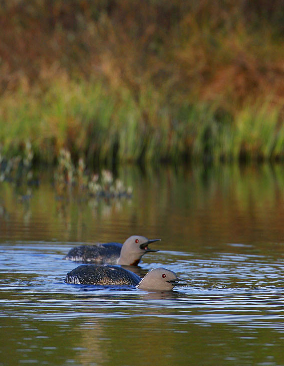 Red-throated Diver (Gavia stellata)