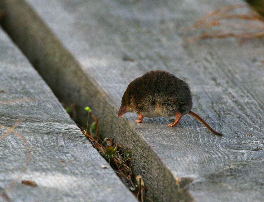 Vanlig nbbmus (Sorex araneus)