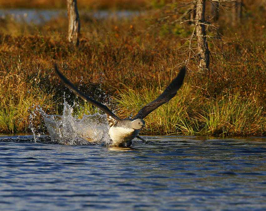 Red-throated Diver (Gavia stellata)