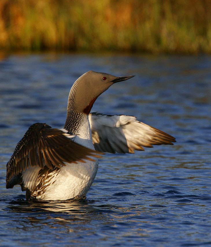 Red-throated Diver (Gavia stellata)