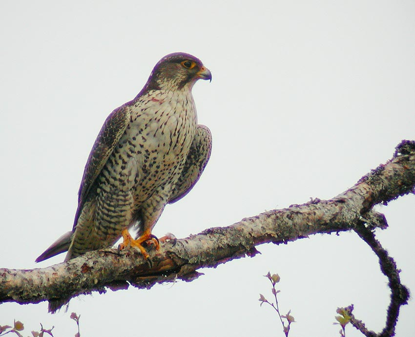 Gyr Falcon (Falco rusticolus)