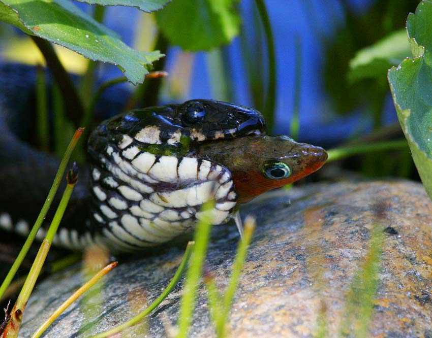 Grass Snake (Natrix natrix)