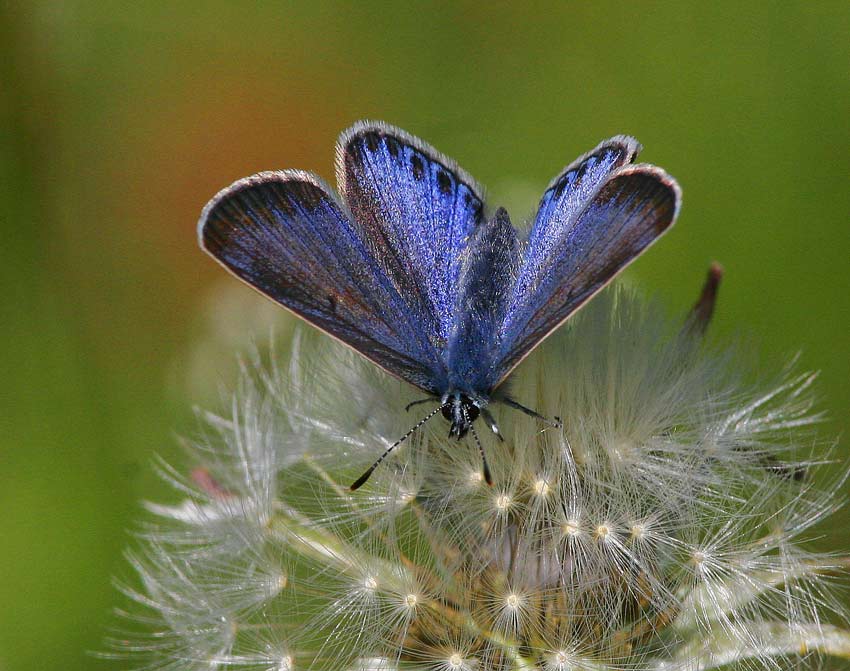 Puktrneblvinge (Polyommatus icarus), hona