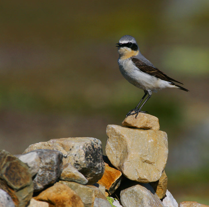 Northern Wheatear (Oenanthe Oenanthe)