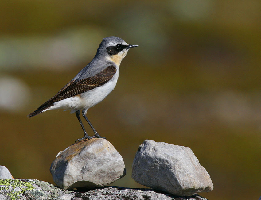 Northern Wheatear (Oenanthe Oenanthe)