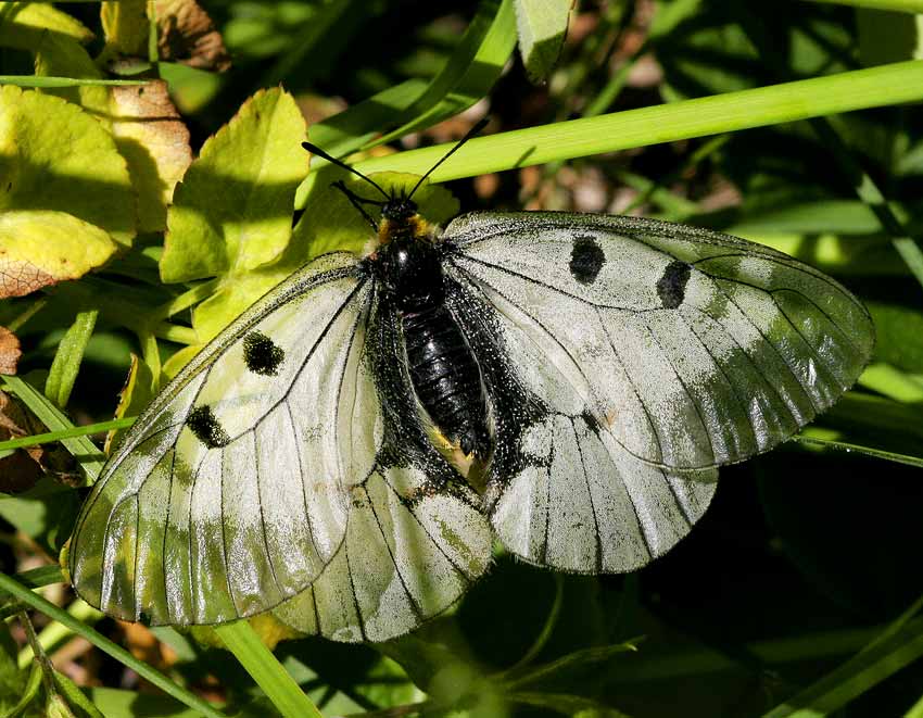 Mnemosynefjril (Parnassius mnemosyne)