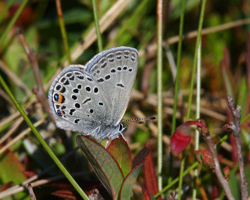 Violett blvinge (Vaccinia optilete)