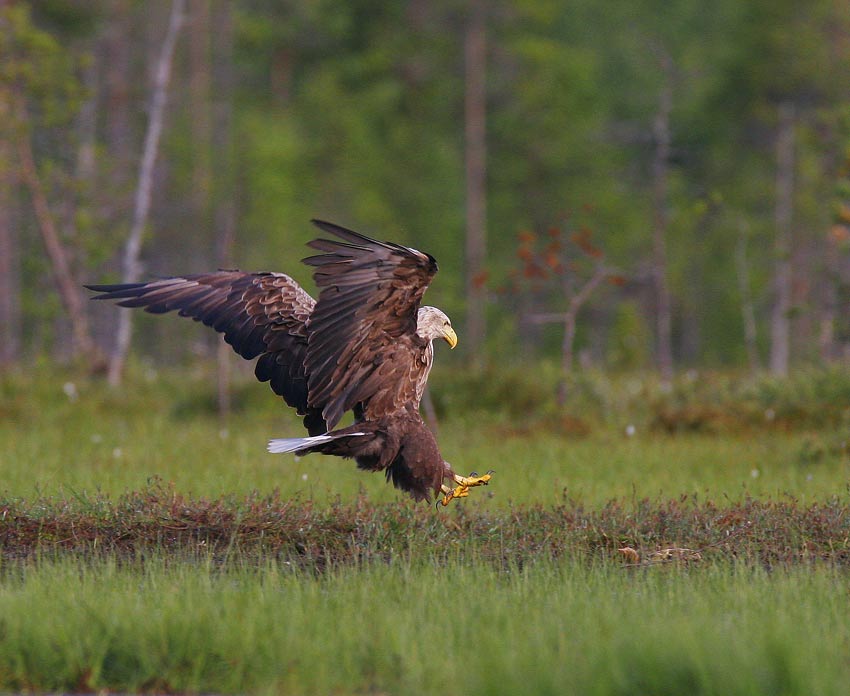 White-tailed Eagle (Haliaeetus albicilla)
