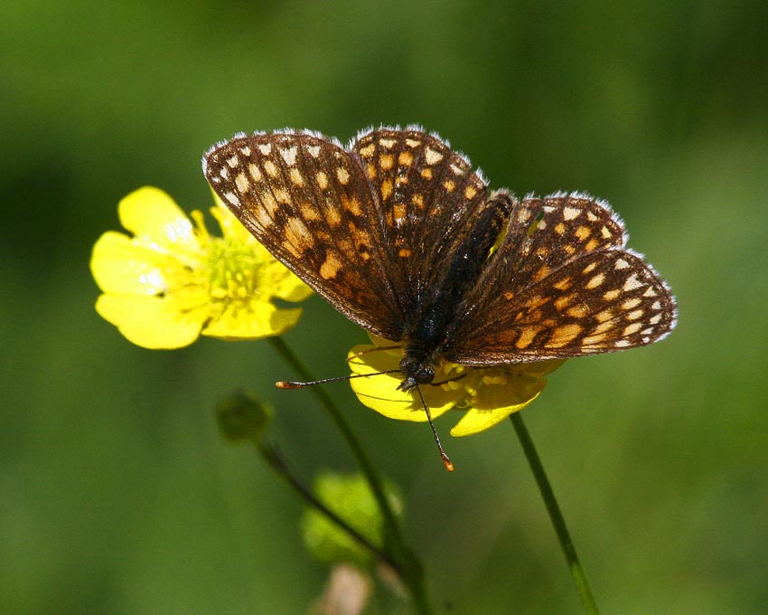 Veronikantfjril (Melitaea britomartis)