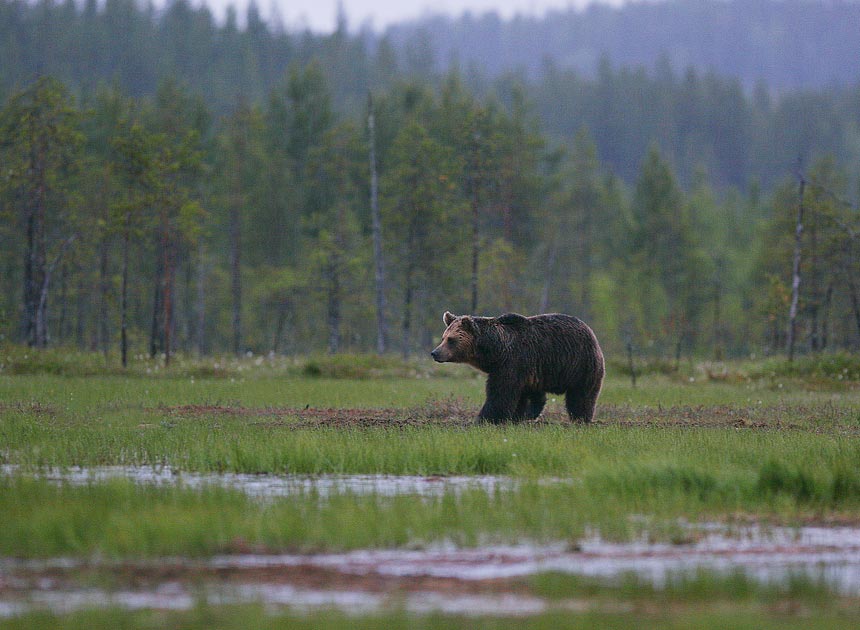 Brown Bear (Ursus arctos)