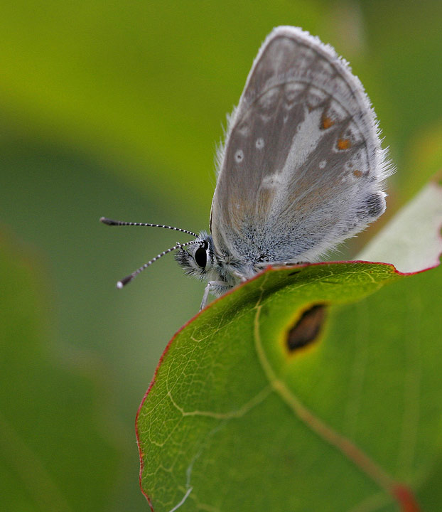 Turkos blvinge (Aricia nicias)