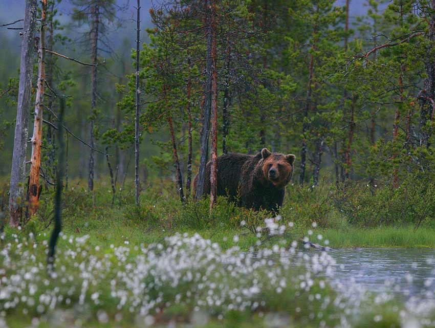 Brown Bear (Ursus arctos)