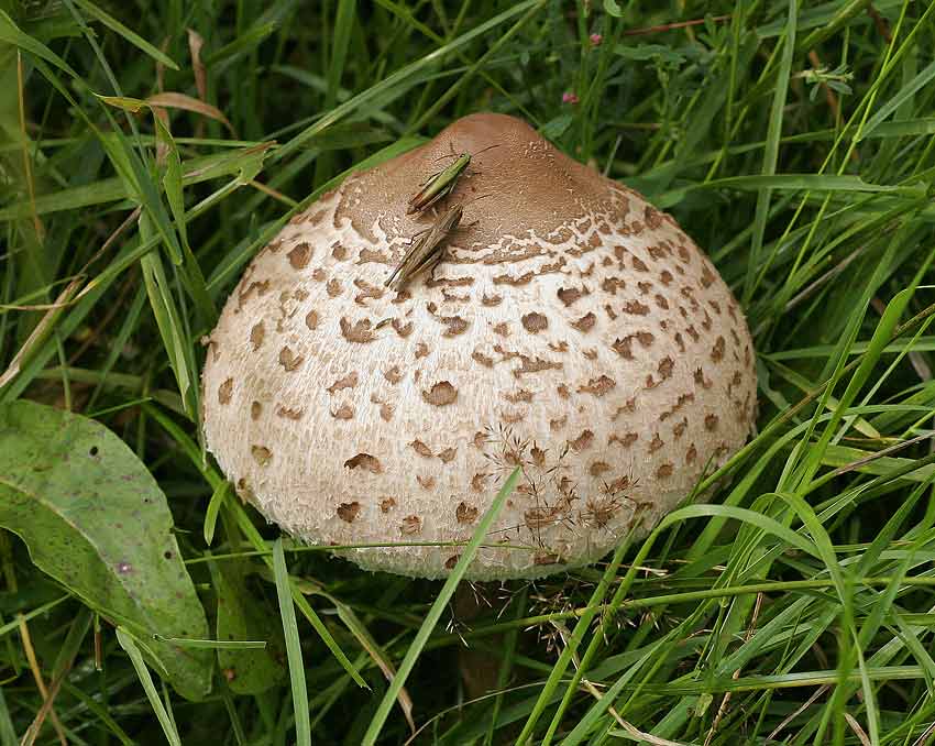 Stolt fjllskivling (Macrolepiota procera)