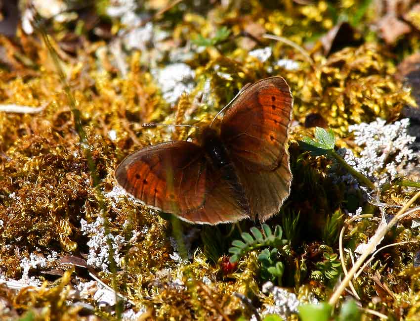 Fjllgrsfjril (Erebia pandrose)