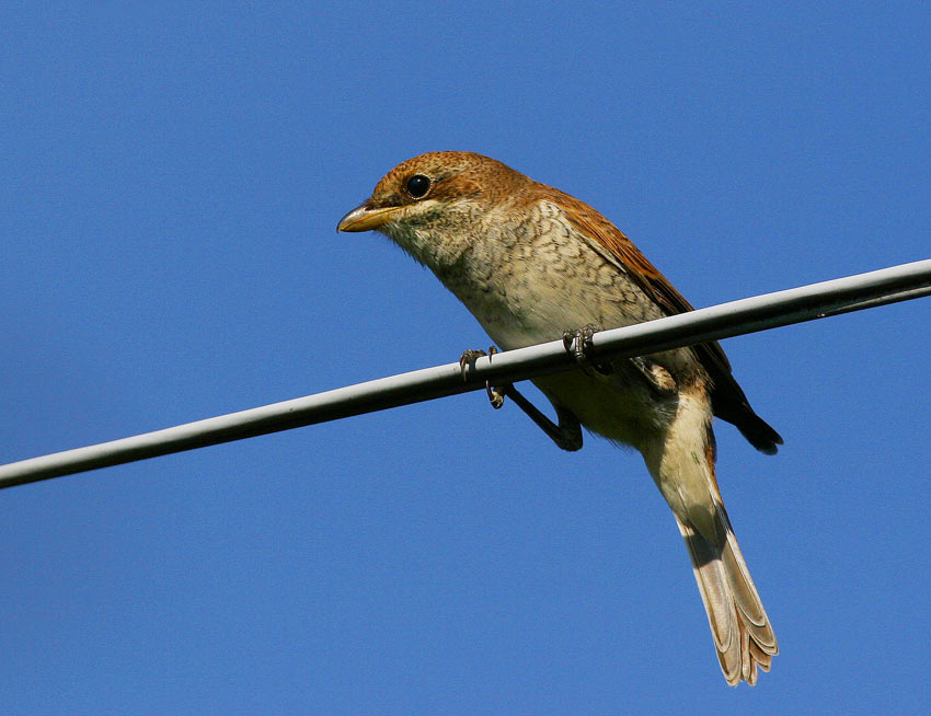 Red-backed Shrike (Lanius collurio)