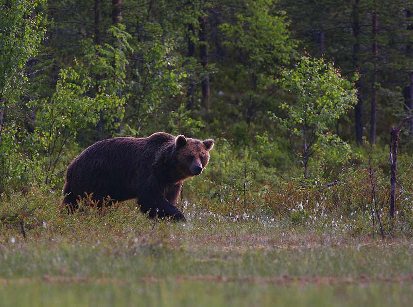 Brown Bear (Ursus arctos)