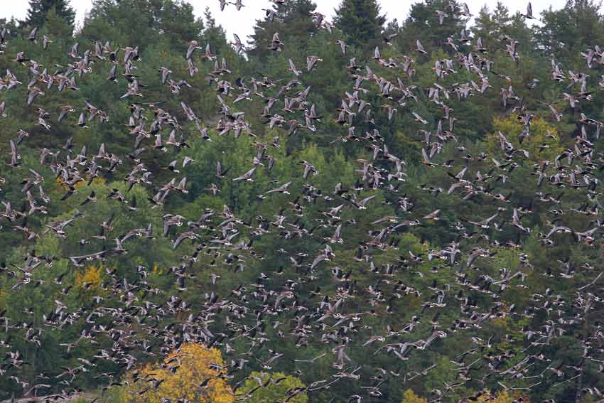 Bean Goose (Anser fabalis)