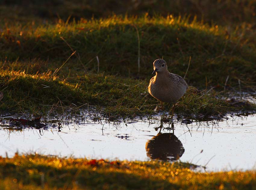 Buff-breasted Sandpiper (Tryngites subruficollis)