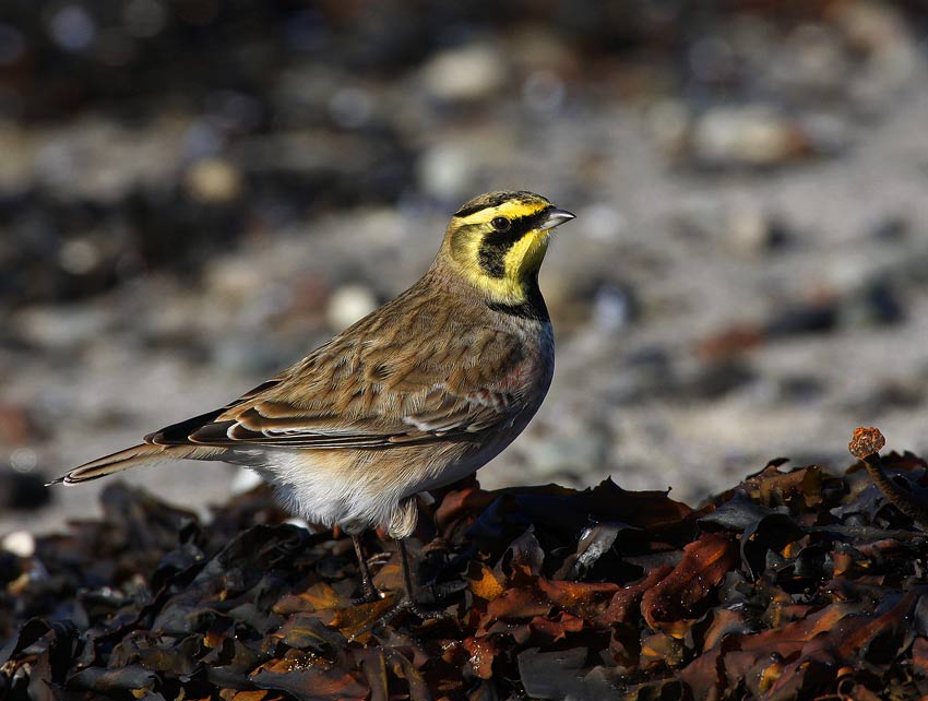 Shore Lark (Eremophila alpestris)