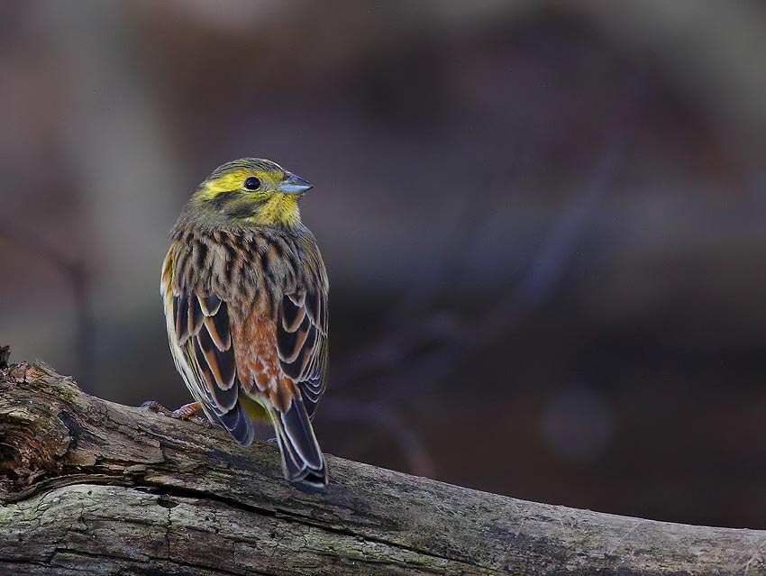 Yellowhammer (Emberiza citrinella)